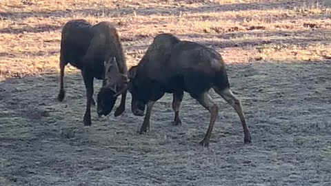 Fall Moose Rut in Alaska