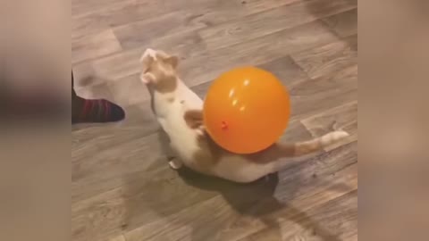 Funny video cats and Dogs funny moments cat videos
