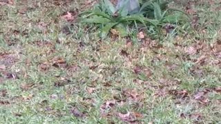 Bird Bath Party with Wood Ashes