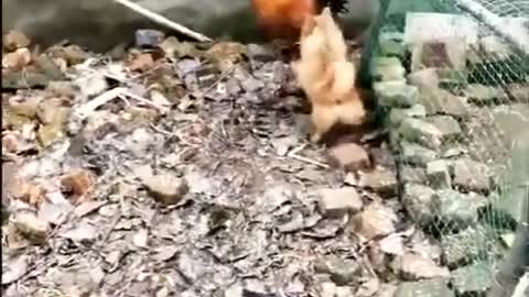 Chicken VS Dog Fighting funny video of dog and chicken gighting