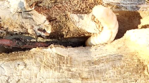 Watching woodworm eating wood