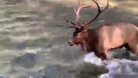 Elk in Oconaluftee River, Cherokee, NC