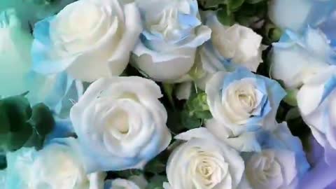 Blue and white rose