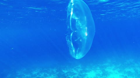 Moon Jellyfish On The Prowl