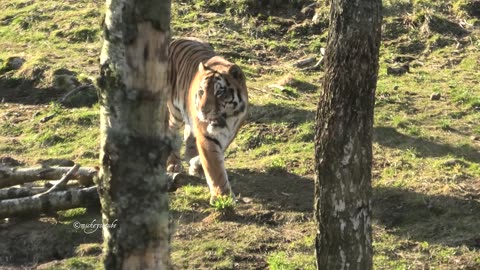 Tiger makes incredible acrobatic jump for food