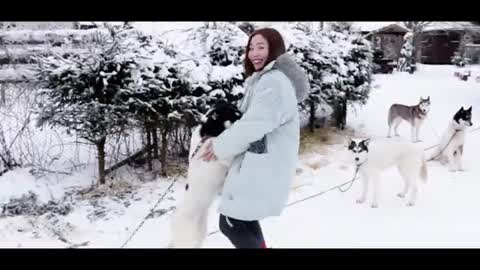 Dog Sledding - Siberian Husky and Alaskan Malamute