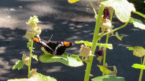 Beautiful Butterfly on the Hollyhock Leaves