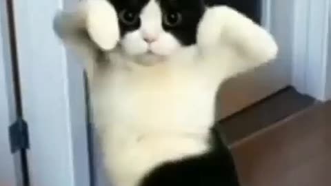 A cat Dancing at Home😱 Funny Cat Videos #cat #pets #funnyanimals