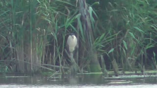 229 Toussaint Wildlife - Oak Harbor Ohio - Black Crowned Night Heron