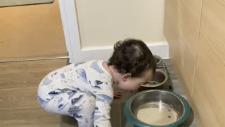 Baby Tries to Drink out of Dog Bowl