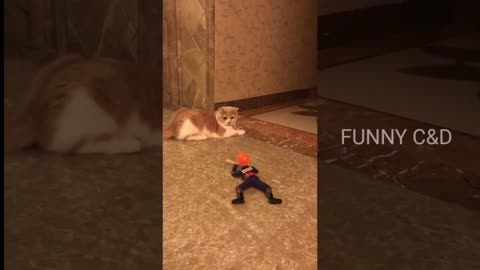 Funny Cat Videos