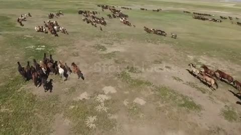 Epic herd of horses galloping in the wild