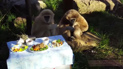 Cute Gibbons playing and climbing everywhere