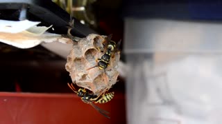 Wasps Build Nests - Footage By peakring.com