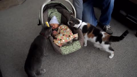 Funny two Curious Cats Meeting Newborn Babie For The First Time | Cute Cat and Baby Videos