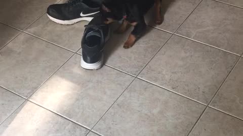 Tiny black brown dog runs away with black shoe