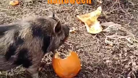 Devouring Pumpkins