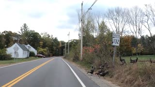 Wild Turkeys