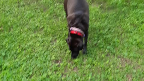 Sniffing and playing with a stick lmfa goofy dog