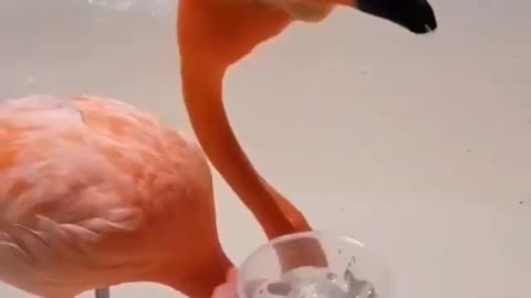 A flamingo drinks water in a wonderful way among a group of birds on the seashore