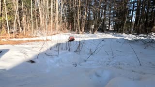 Traxxas Trx-4 with tracks and a Tekin system