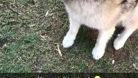 Husky hates taking No for an answer