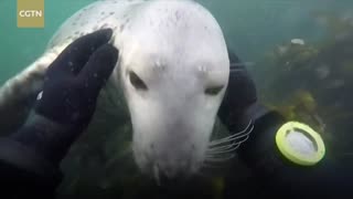 Friendly seal gets playful with diver