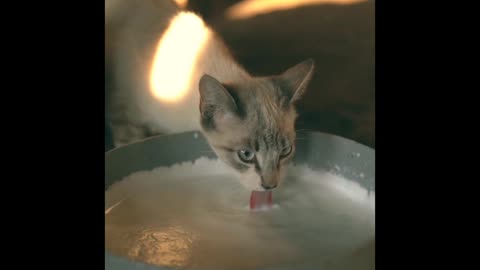 A Cat Drinking Milk
