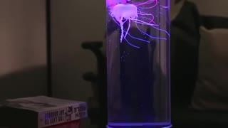 Glowing jellyfish in a jar