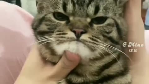 Funny and Cute Cats Video #74