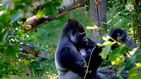 Eat food Mother Shares Unique Maternal Bond with Gorilla