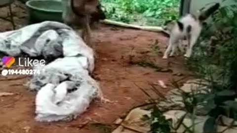 Dog funny and cat fighting