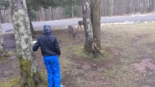 Wild Deer Eat from Josh's Hand