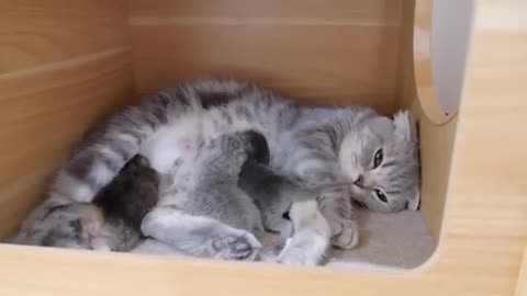 A mother cat moves into her father's room with a kitten in her mouth.