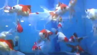 Amazing kinguios fish in the store's aquarium, there's so much! [Nature & Animals]