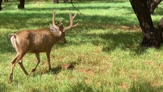 EARLY SEASON MULIES