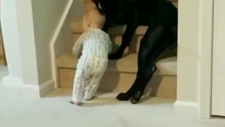 El video viral de un perro que le impide subir las escaleras a un bebé para protegerlo