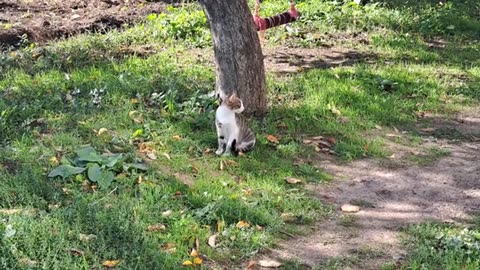 After walking around the yard, the sweet cat took a nap and rested.