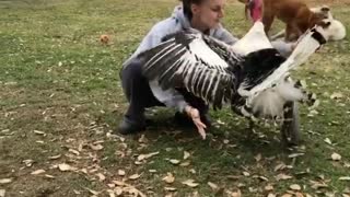 Adorable Turkey Loves Giving Out Hugs