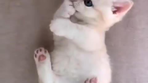 Cute cat