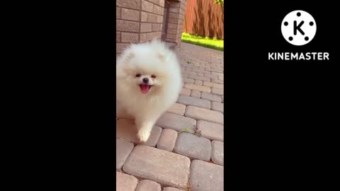 Cute puppy 🐕🐕🐕walk outside.