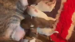 These are some hungry puppies