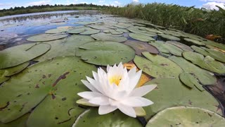 Water Lilies