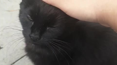 My black old cat enjoys being petted😻