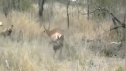 In the face of a group of antelope fighting dragons