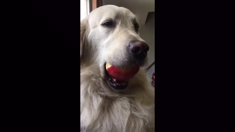 Golden Retriever caught red-handed stealing apple