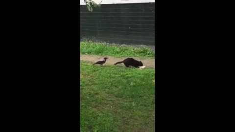 Crows are bullies Cat - Funny Animals.mp4