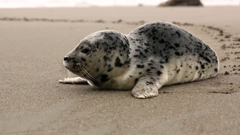 Cute SEAL chilling on the beach
