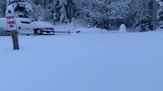 Bulldog struggles to run through the very deep snow