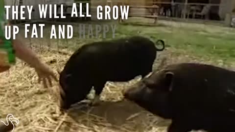 Starving Pigs Are Transformed In Their New Home